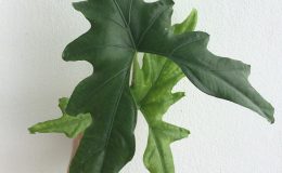 alocasia-sp-Butterfly-