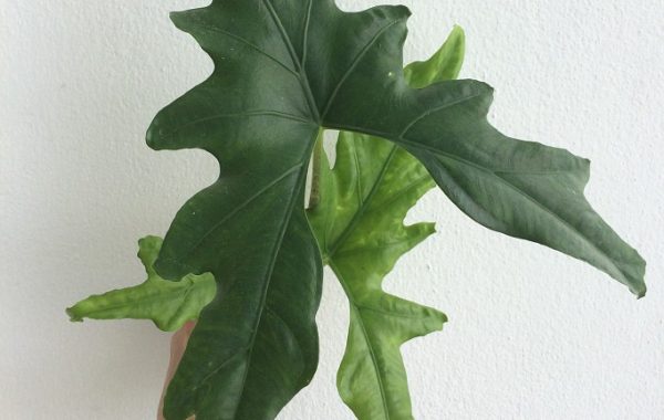 alocasia-sp-Butterfly-