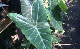 alocasia-sp-N01-30