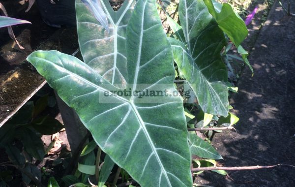 alocasia-sp-N01-30