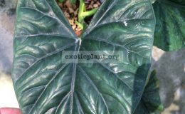alocasia-sp-N02-50