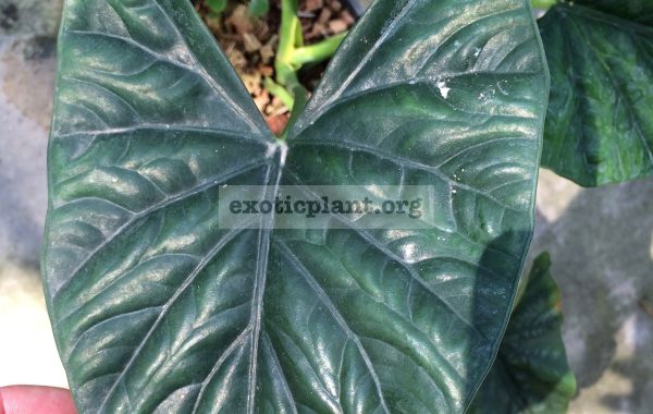 alocasia-sp-N02-50
