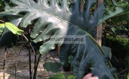 alocasia-sp-N03-45-