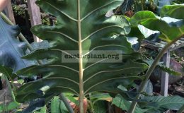 alocasia-sp-N03-45
