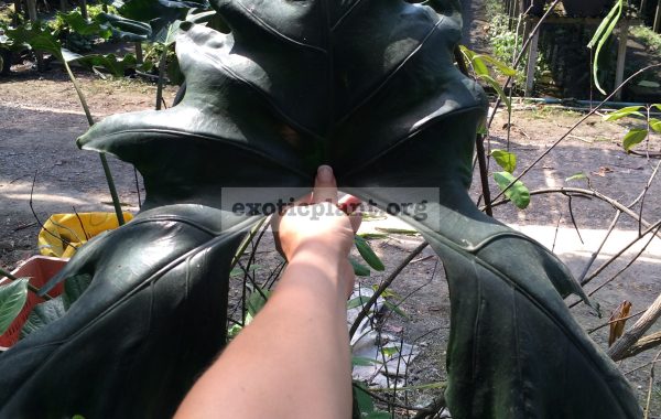 alocasia-sp-N04-45