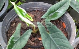 alocasia-sp-S02-S-44-растение-меньше-чем-на-фото
