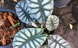 alocasia-sp-S04-40