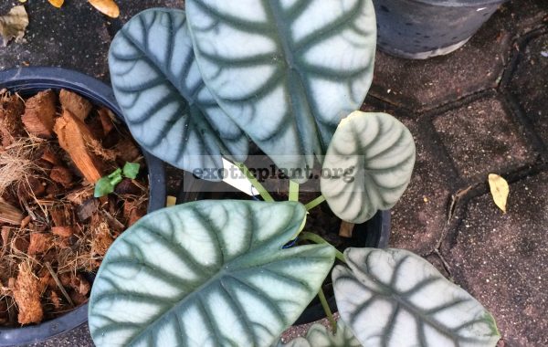 alocasia-sp-S04-40