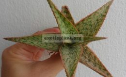 aloe-Blood-Frost-45