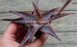 aloe-Bright-Star-30