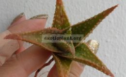 aloe-Chainsaw-30
