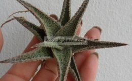 aloe-DW-35