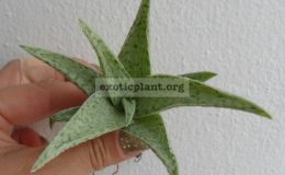 aloe-Lime-Star-30