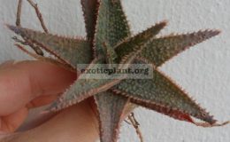 aloe-Raspberry-Delight-30
