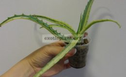 aloe-arborescans-variegated