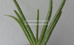 aloe-barbadensis-variegated-25