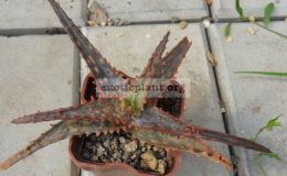 aloe-cv-Carmine-15