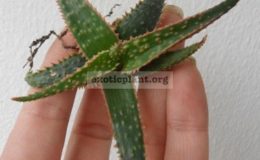 aloe-cv-Christmas-Carol-15