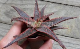 aloe-cv-Cristhmas-Carol-30