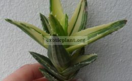 aloe-mitriformis-variegated-40