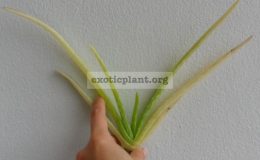 aloe-vera-variegated-30