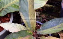 anthurium-Black-Dragon-variegated-S-120