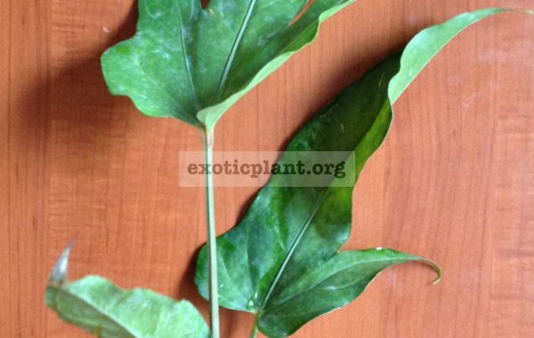 anthurium-Papaya-1500