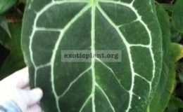 anthurium-cristallinum-44