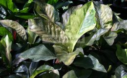 anthurium-hookeri-var-brown