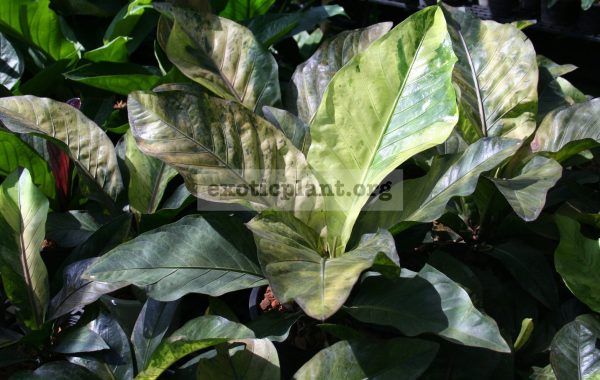 anthurium-hookeri-var-brown