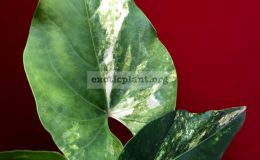 anthurium-hybrid-Arrow-Heart-variegated-100-