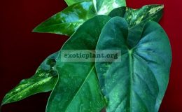 anthurium-hybrid-Arrow-Heart-variegated-100-1-1