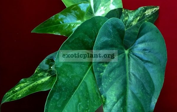anthurium-hybrid-Arrow-Heart-variegated-100-1-1