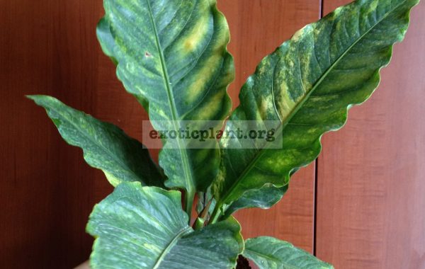 anthurium-hybrid-variegated-2000-