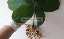 anthurium-sp-900-