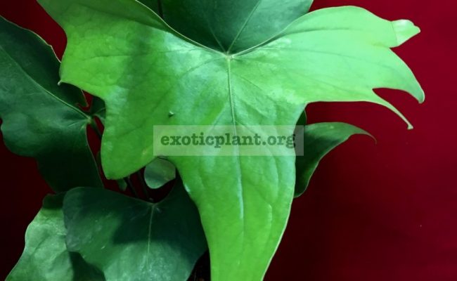 anthurium-sp-Pinnochio-60-