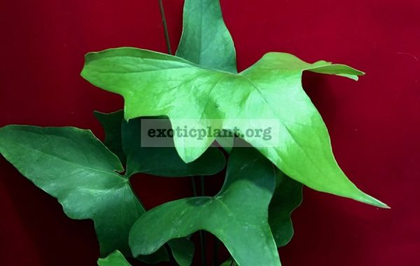 anthurium-sp-Pinnochio-60-1-1