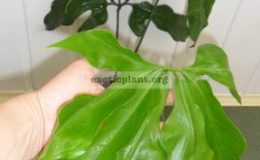 anthurium-sp-Wavy-25-40-1-1