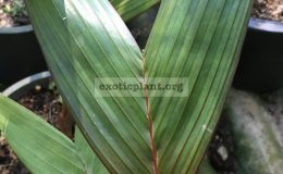 areca-vestiaria-red-leaf-40