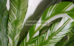 asplenium-nidus-variegated-