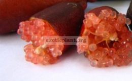 australian-finger-lime-Aboutus