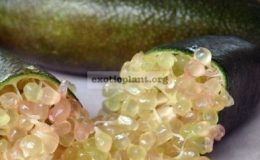 australian-finger-lime-Judy-Everbearning-23-40