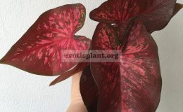 caladium-31