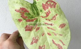 caladium-32