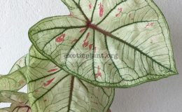 caladium-33