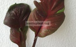 caladium-34