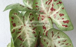 caladium-35