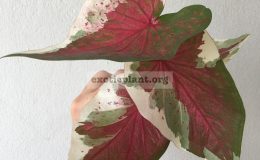 caladium-36