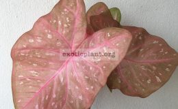 caladium-37