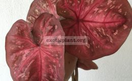 caladium-38